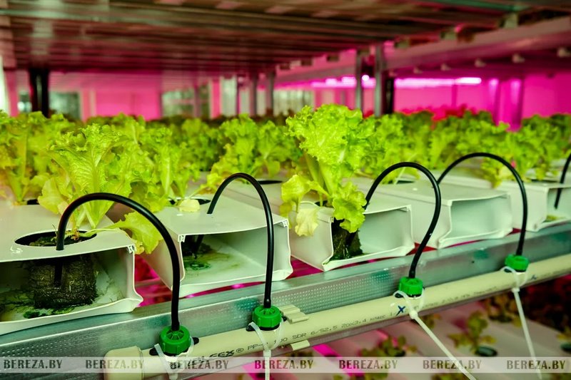 Травка с прилавка: Как выращивают микрозелень в Брестской области