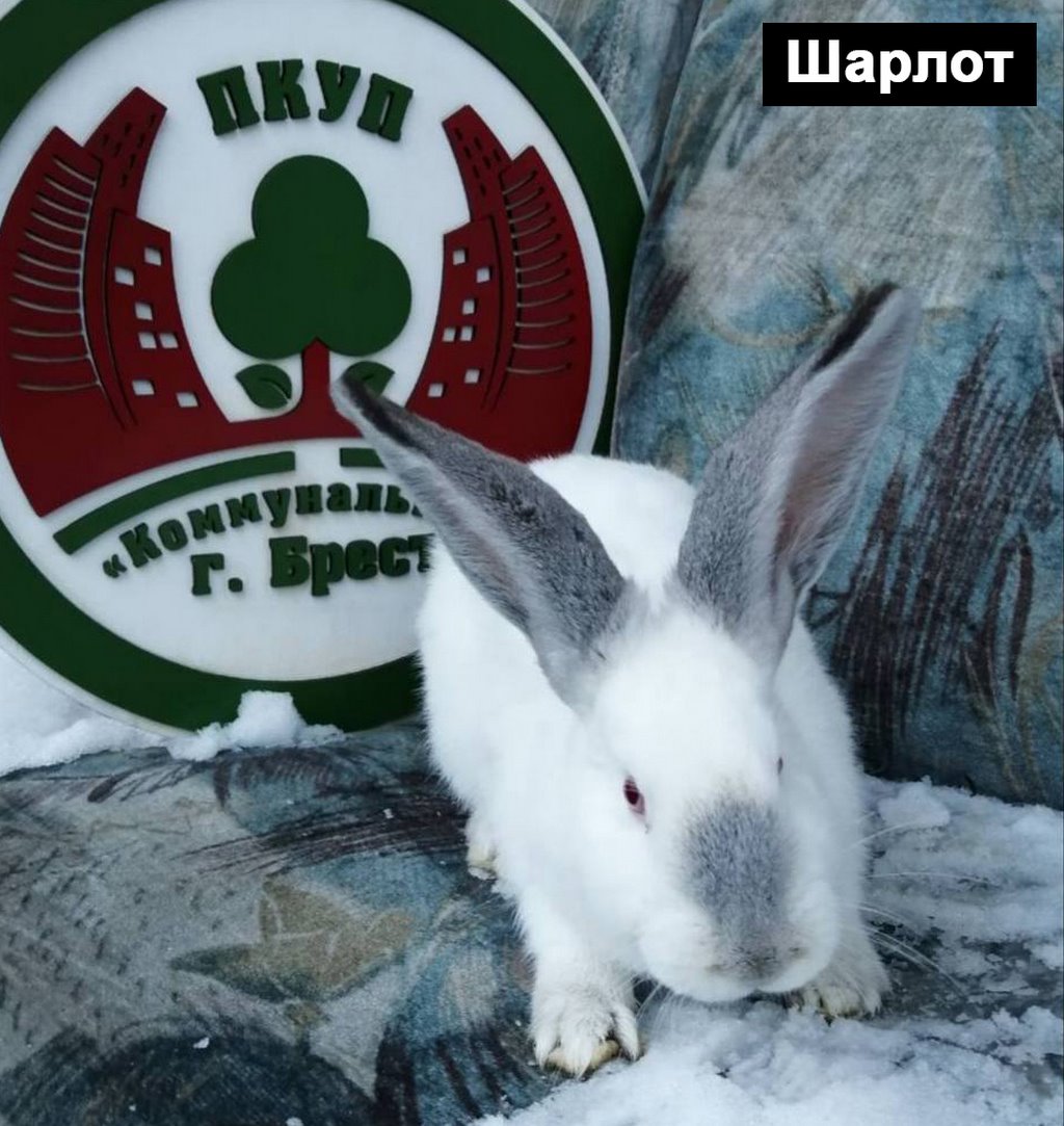 Выбираем талисман Бреста 2023