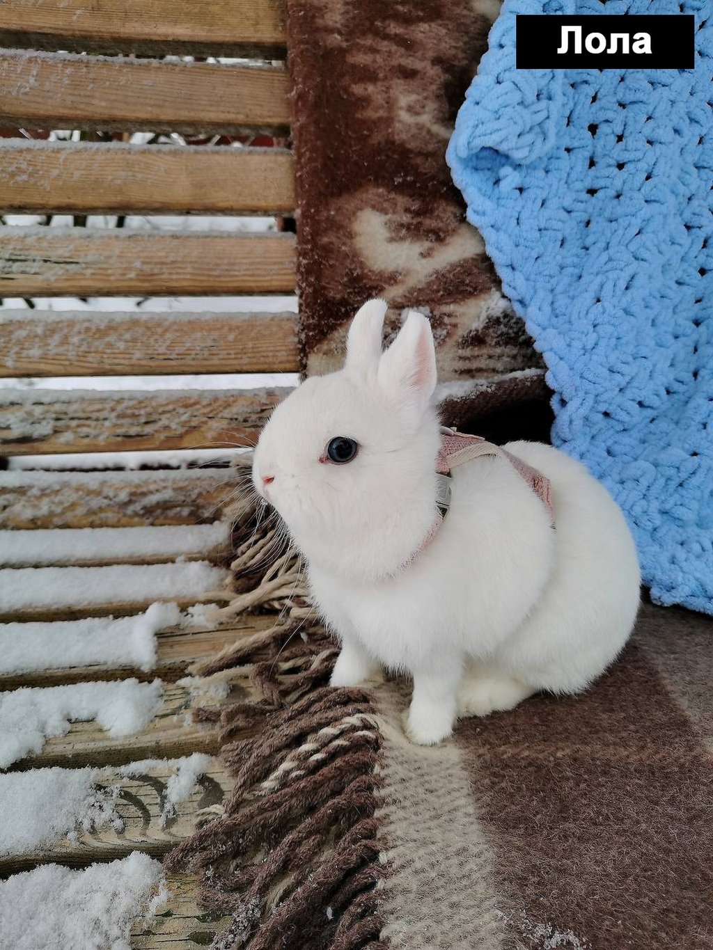 Выбираем талисман Бреста 2023