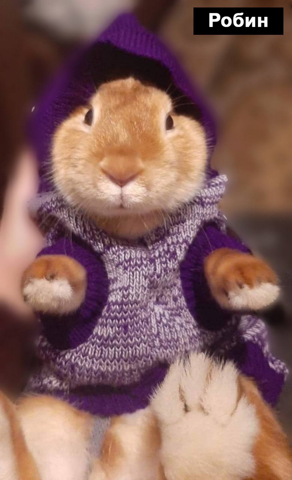 Выбираем талисман Бреста 2023