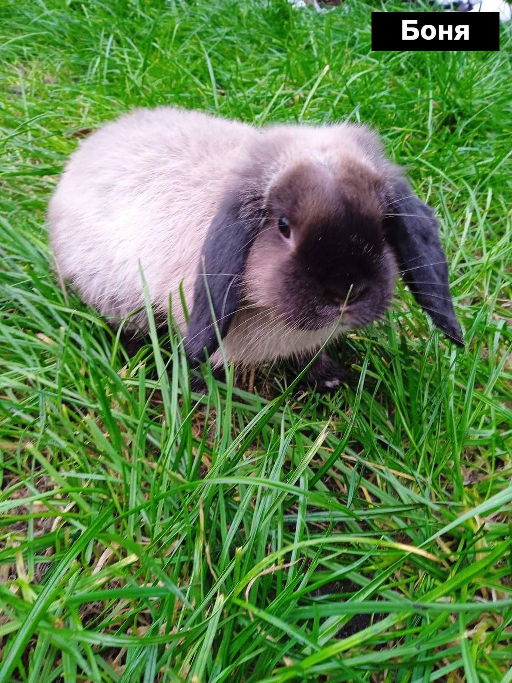 Выбираем талисман Бреста 2023