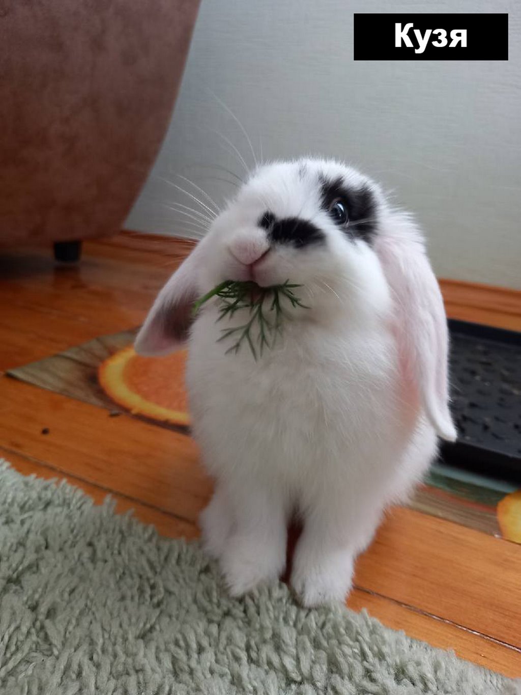 Выбираем талисман Бреста 2023