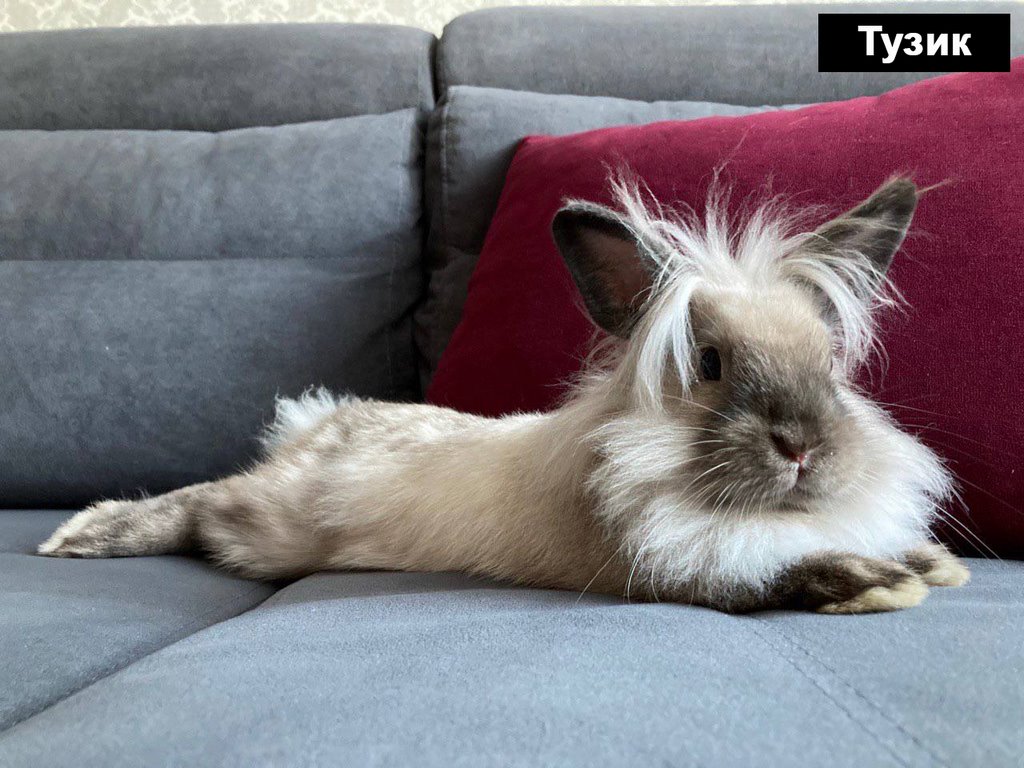 Выбираем талисман Бреста 2023