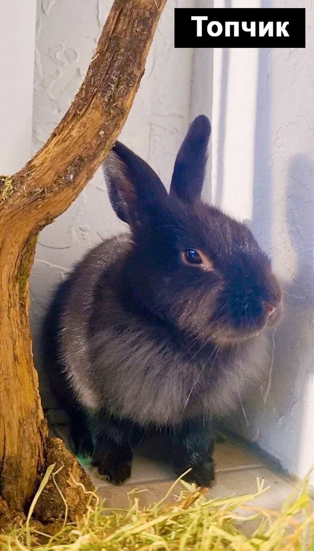 Выбираем талисман Бреста 2023