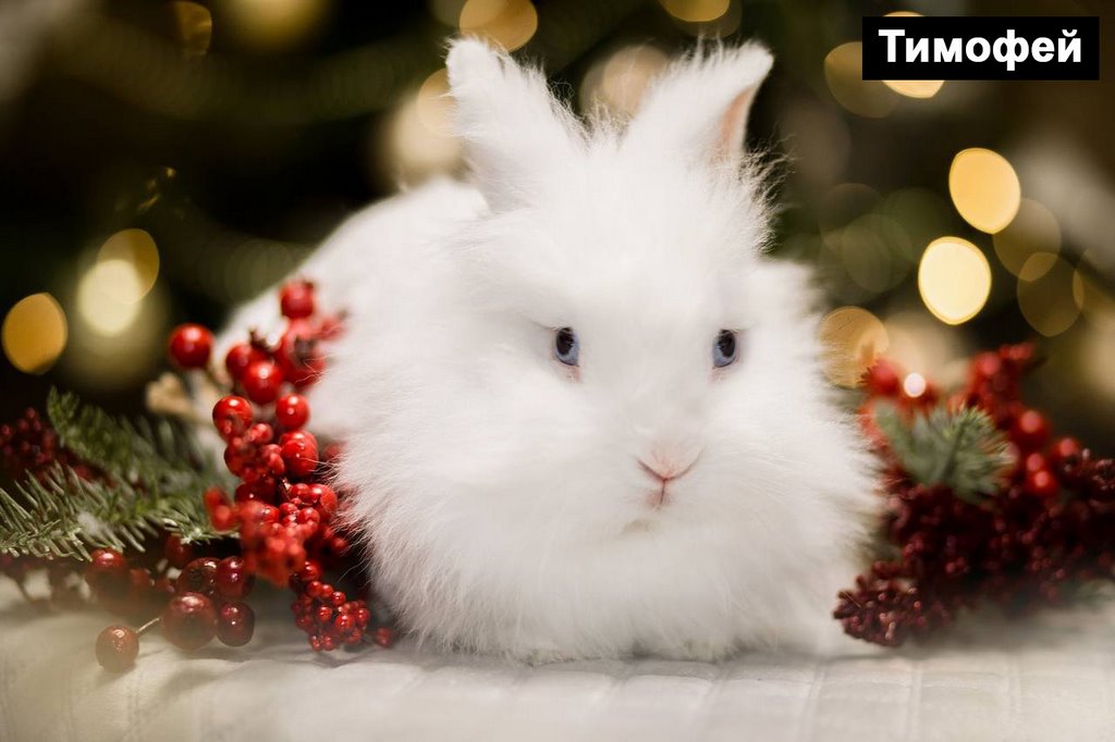 Выбираем талисман Бреста 2023