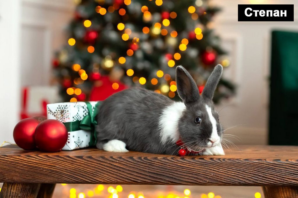 Выбираем талисман Бреста 2023