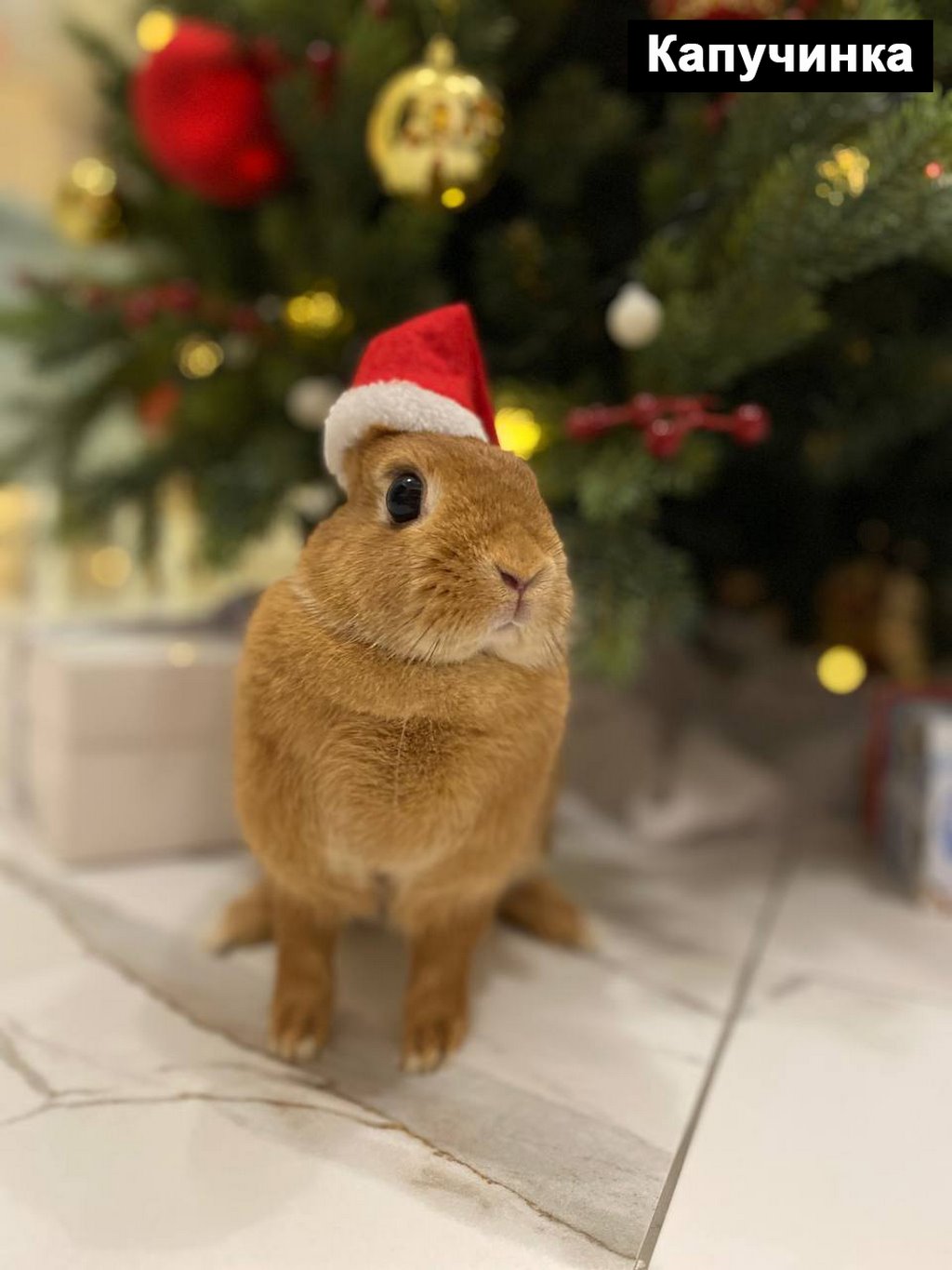 Выбираем талисман Бреста 2023