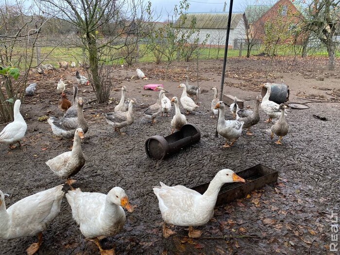 «Наш дом даст фору городской квартире». Молодая семья приехала в деревню по распределению — и осталась навсегда