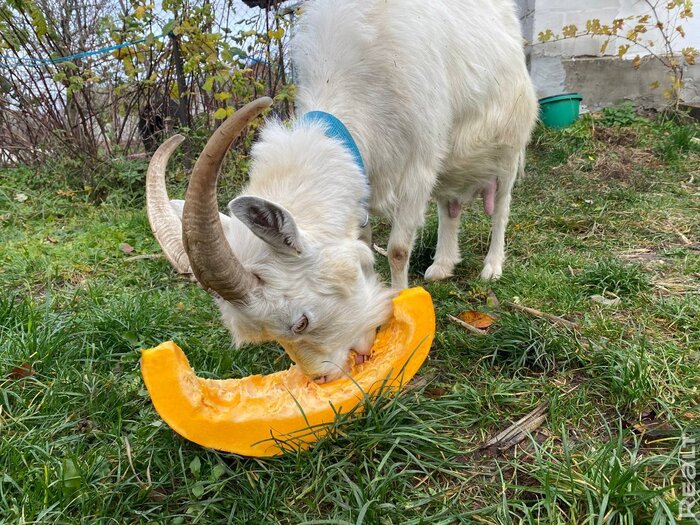 «Наш дом даст фору городской квартире». Молодая семья приехала в деревню по распределению — и осталась навсегда