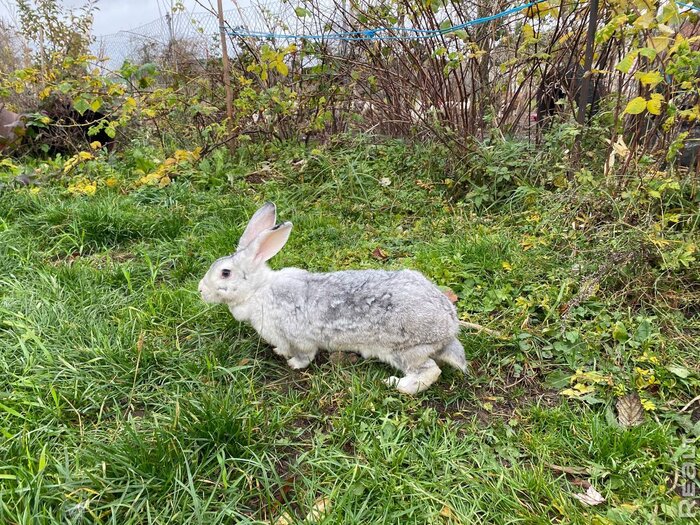 «Наш дом даст фору городской квартире». Молодая семья приехала в деревню по распределению — и осталась навсегда