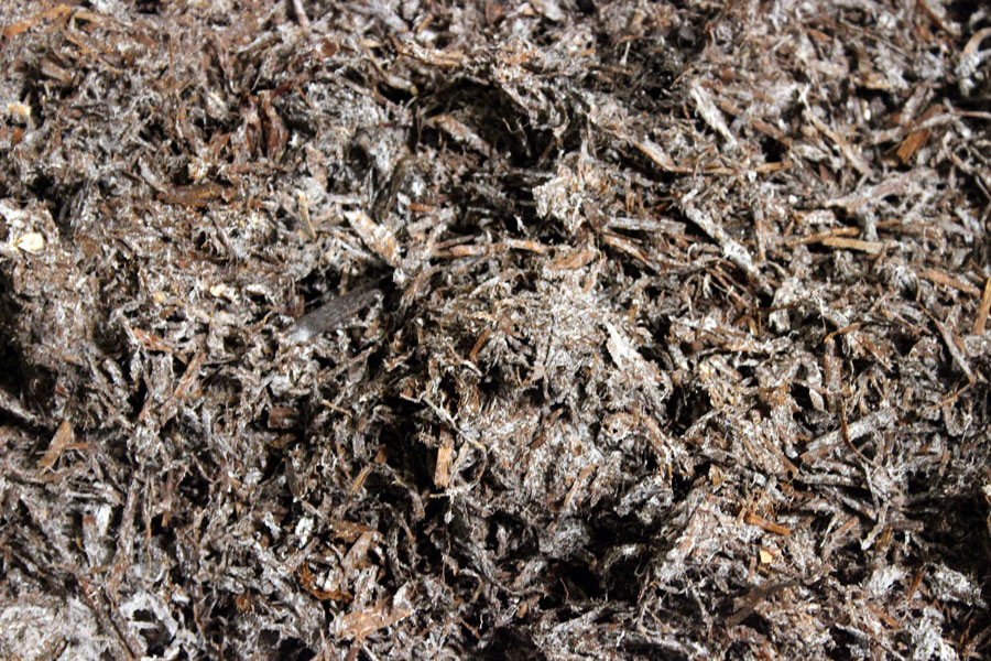 Комплекс по выращиванию грибниц в Кобринском районе замещает импорт и закрывает более половины потребностей внутреннего рынка