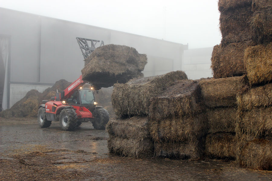 Комплекс по выращиванию грибниц в Кобринском районе замещает импорт и закрывает более половины потребностей внутреннего рынка