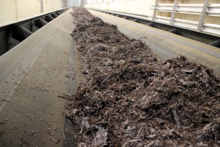 Комплекс по выращиванию грибниц в Кобринском районе замещает импорт и закрывает более половины потребностей внутреннего рынка