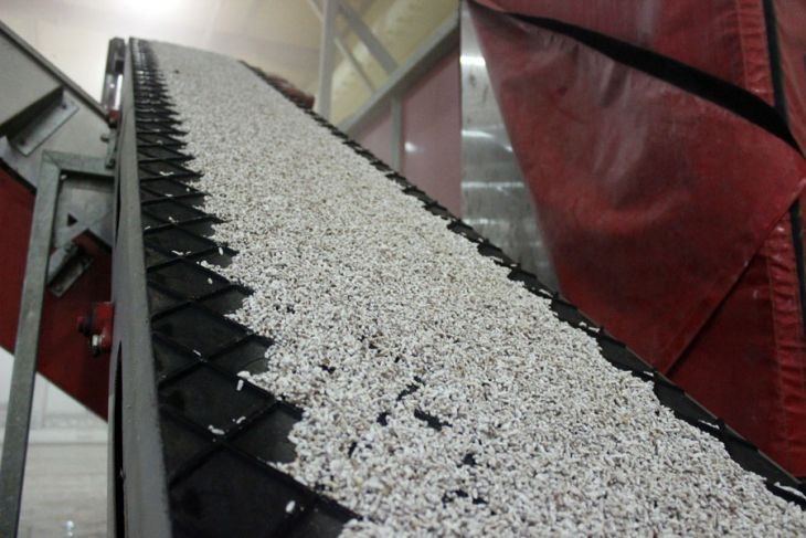 Комплекс по выращиванию грибниц в Кобринском районе замещает импорт и закрывает более половины потребностей внутреннего рынка