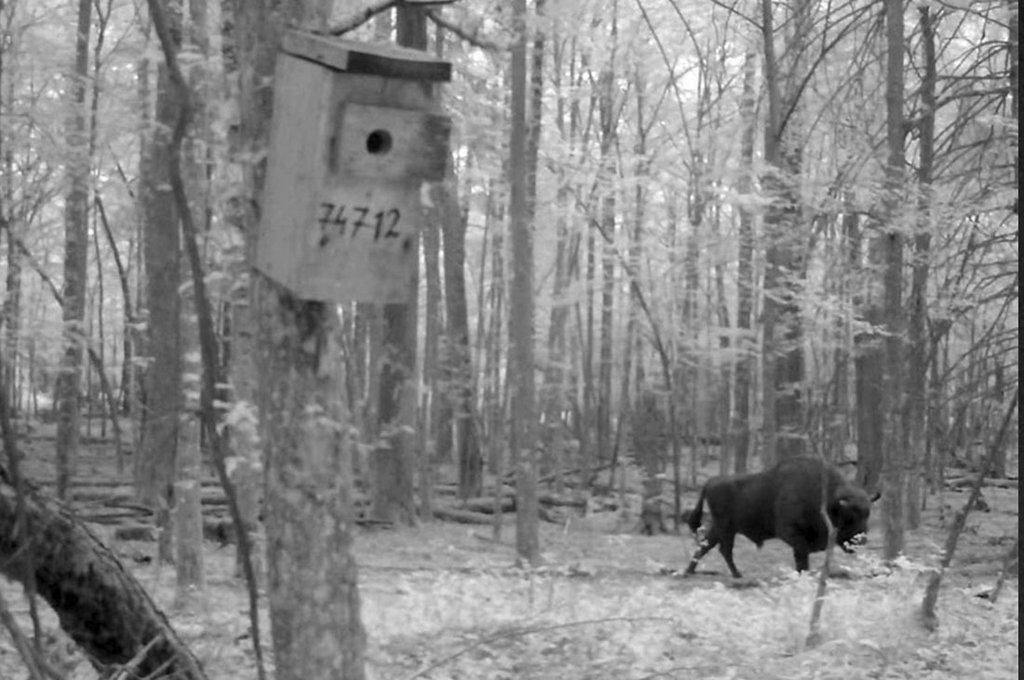 Показываем, что фиксируют фотоловушки в наших лесах