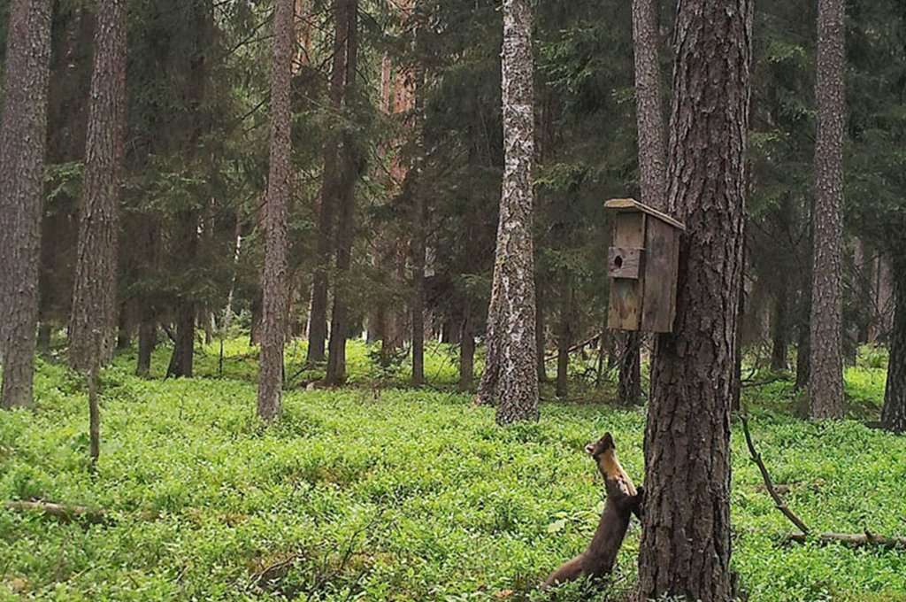 Показываем, что фиксируют фотоловушки в наших лесах