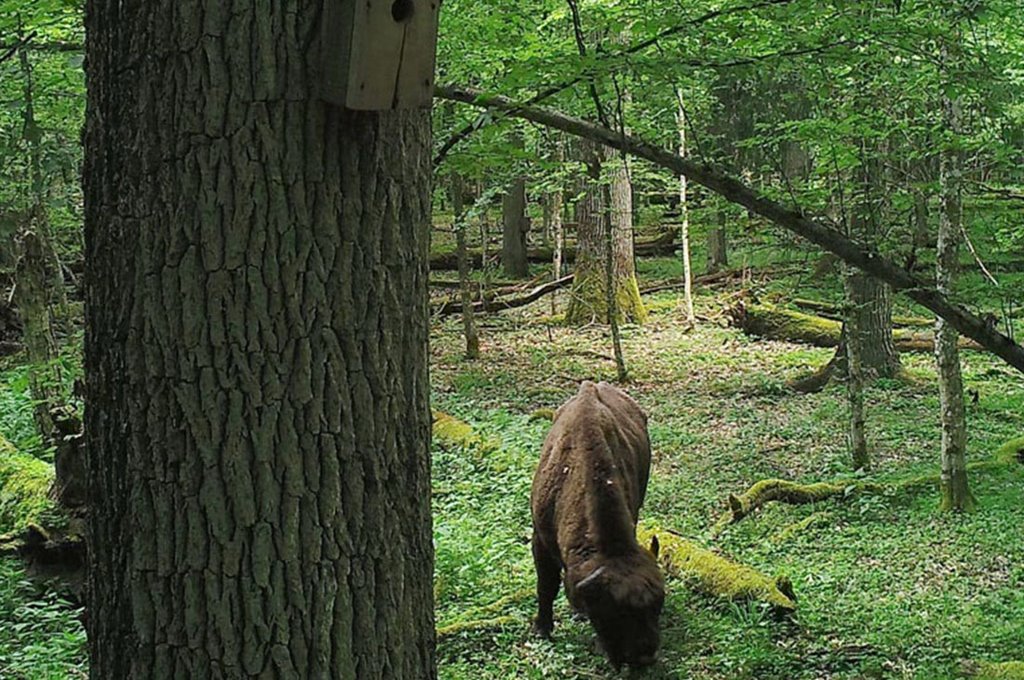 Показываем, что фиксируют фотоловушки в наших лесах