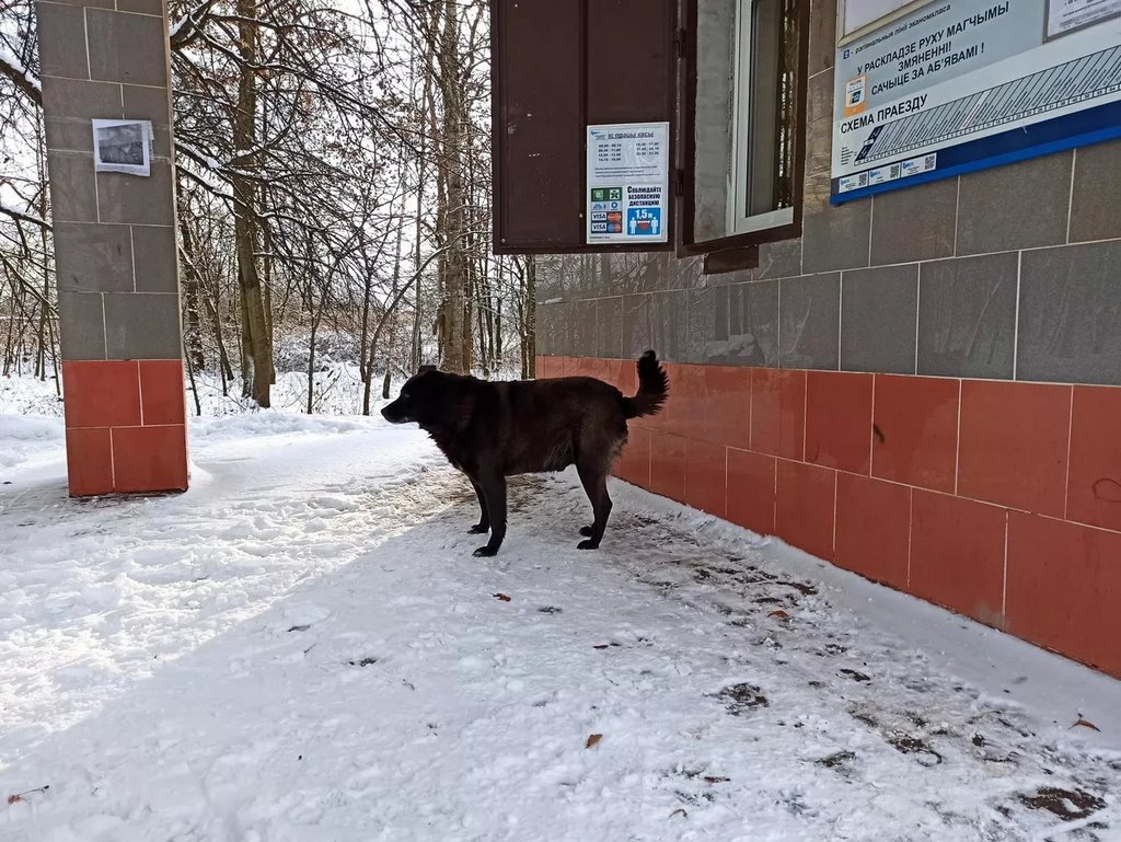 Белорусский Хатико: что за пес живет два года на станции под Минском?