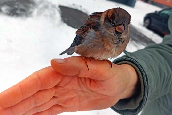 В Кобрине потерялся член семьи — ручной воробей Жорик