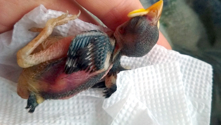 В Кобрине потерялся член семьи — ручной воробей Жорик