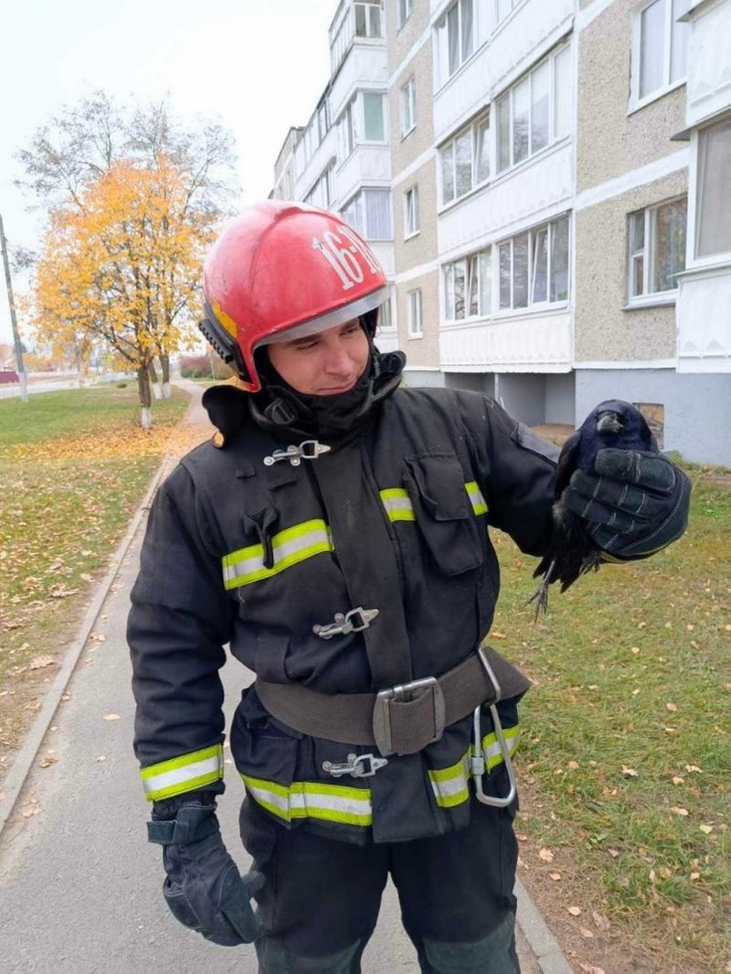 В Пружанах спасатели освободили птицу, запутавшуюся в ветвях дерева