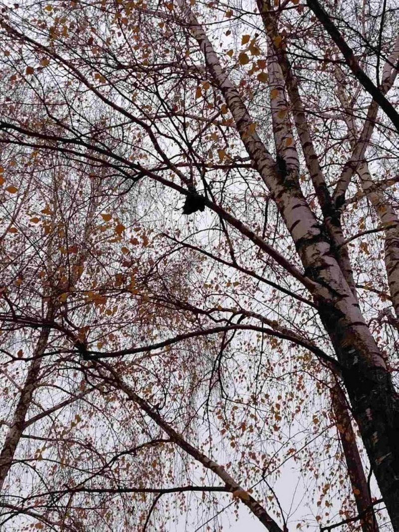 В Пружанах спасатели освободили птицу, запутавшуюся в ветвях дерева