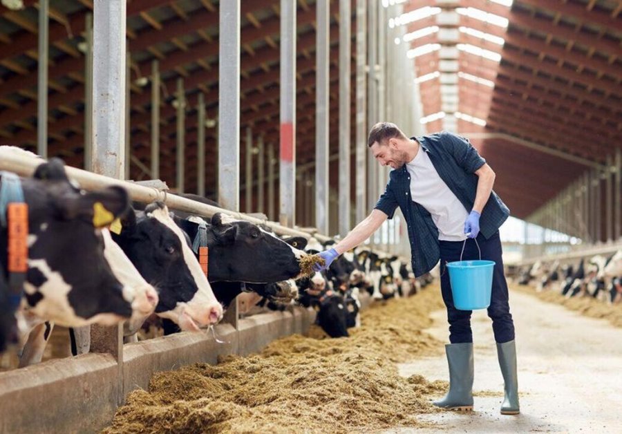 Сколько белорусов работает в сельском хозяйстве и какие у них зарплаты