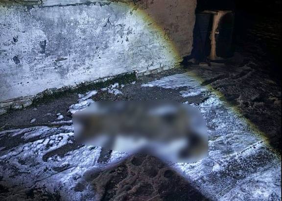 В Беларуси на мужчину напал волк — подробности