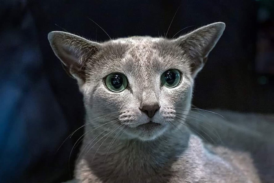 Назван самый красивый кот мира — показываем, как он выглядит