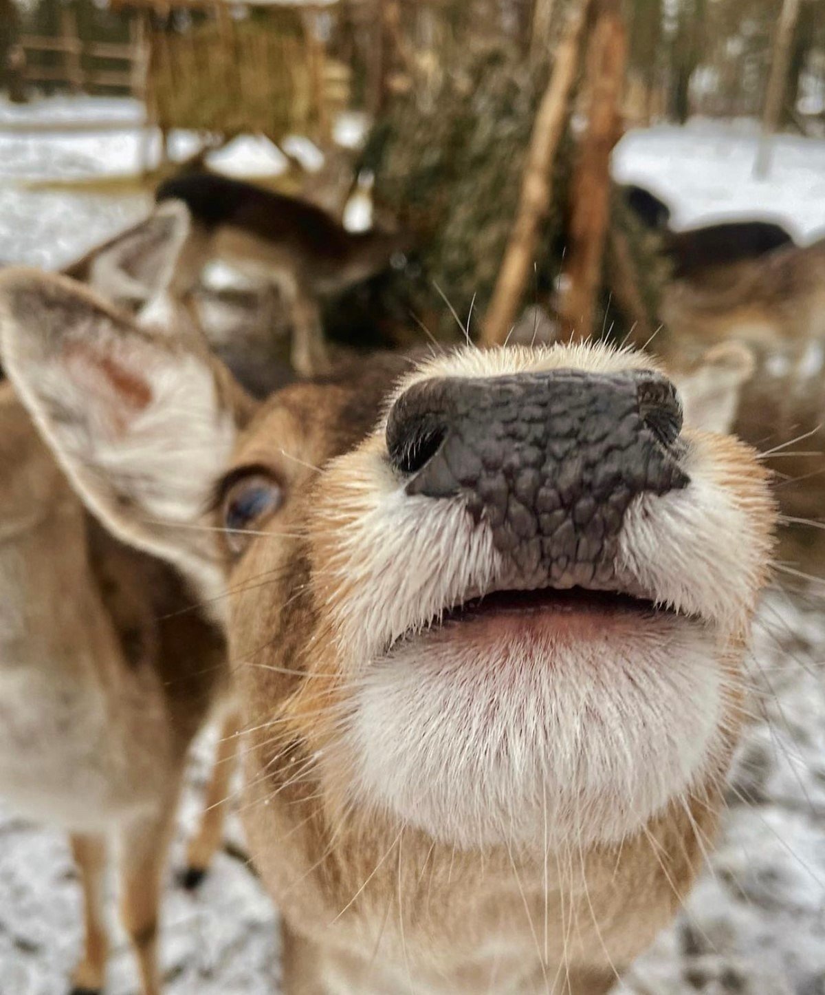 Парк животных приглашает на новогоднюю «квест-сказку «Капибара в снежном парке»