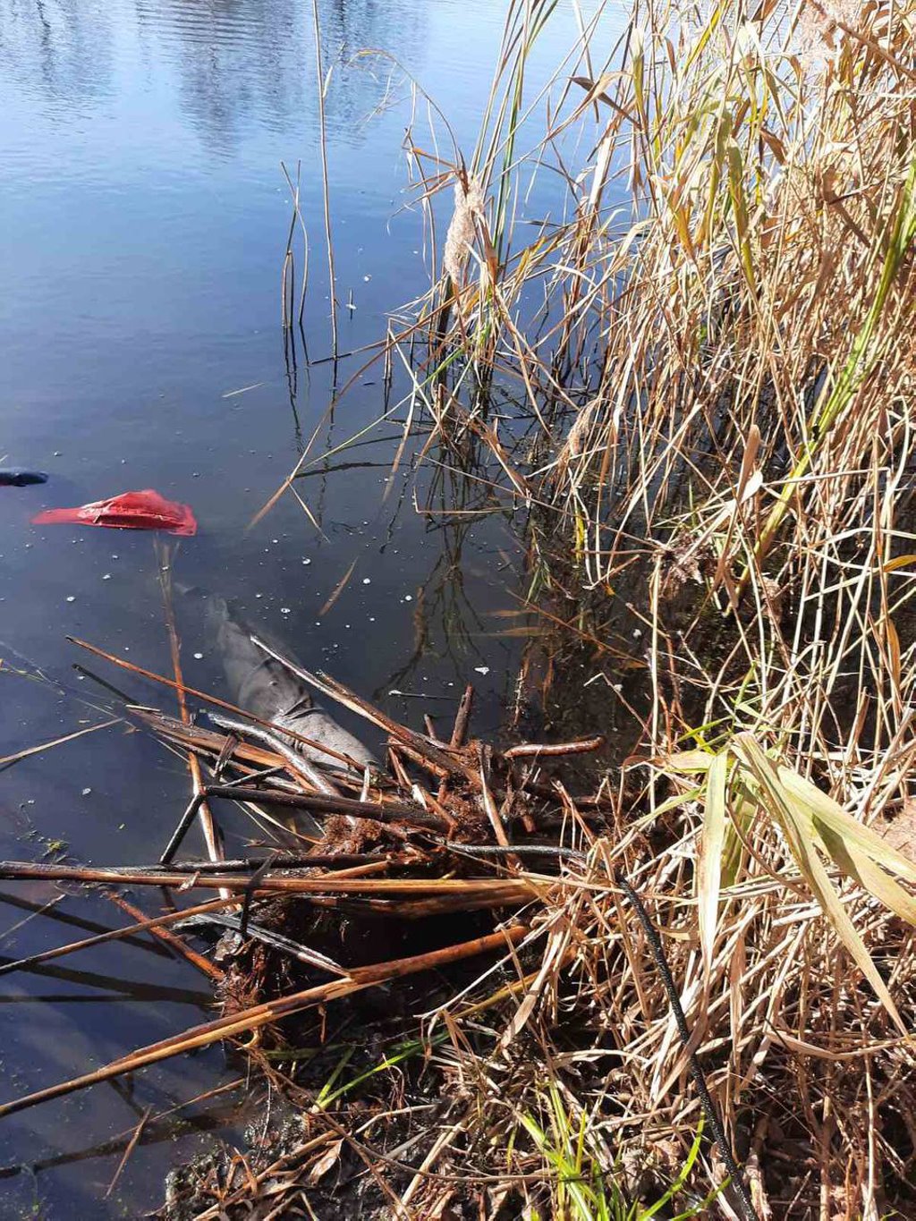 Пропавший житель Бреста найден мертвым