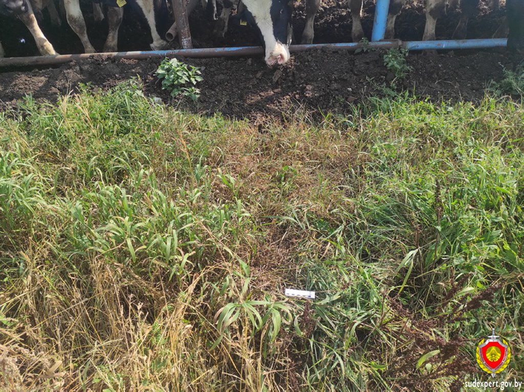 В Лунинецком районе бык напал на мужчину