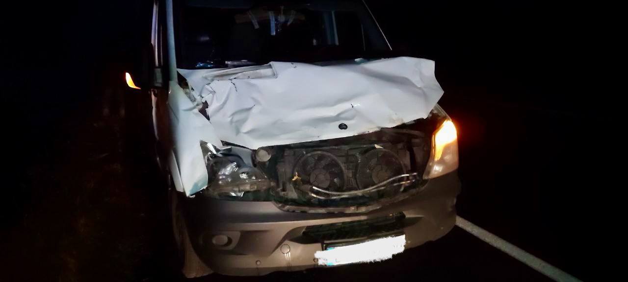 Mercedes сбил лося в Брестской области