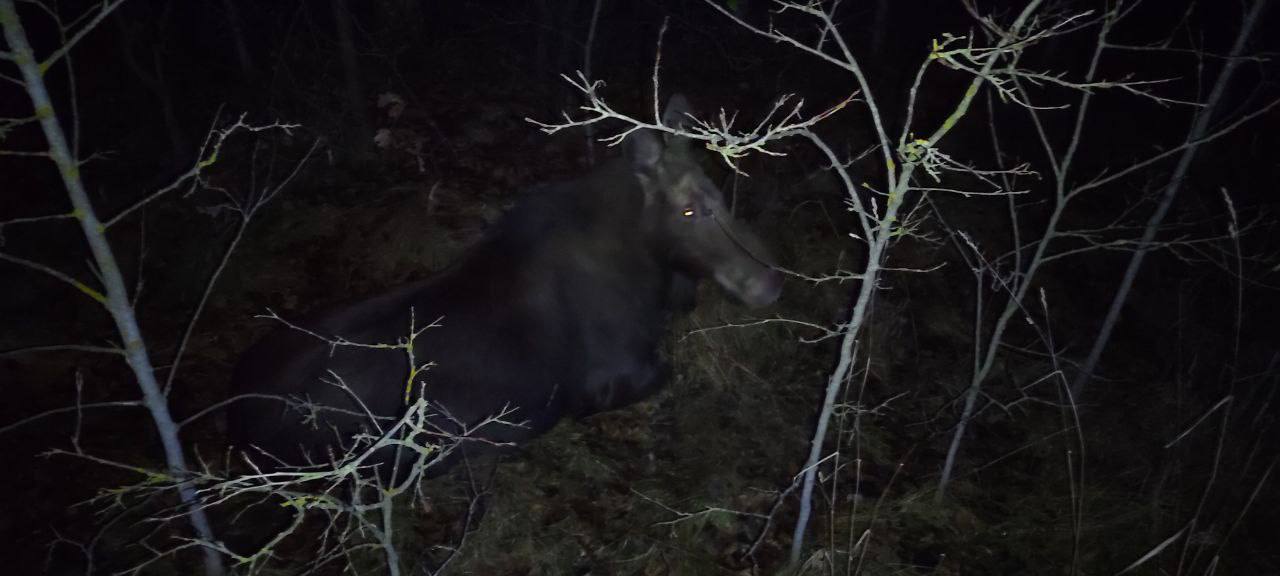 Mercedes сбил лося в Брестской области