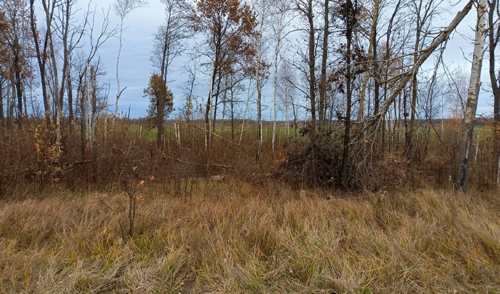 Житель Ганцевичей не удержался от «соблазна» и застрелил косулю — возбуждено уголовное дело