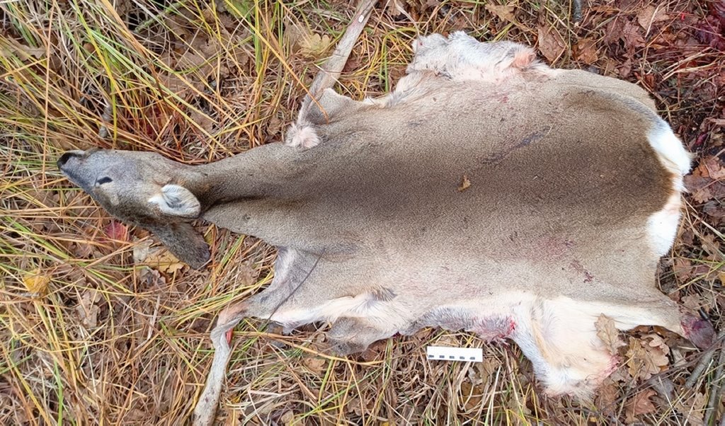 Житель Ганцевичей не удержался от «соблазна» и застрелил косулю — возбуждено уголовное дело