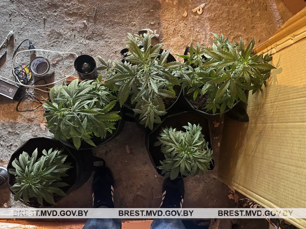 24-летний брестчанин выращивал коноплю в гараже