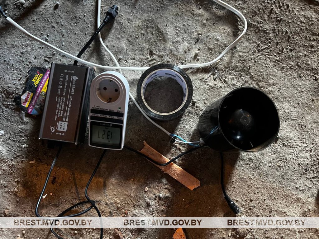 24-летний брестчанин выращивал коноплю в гараже