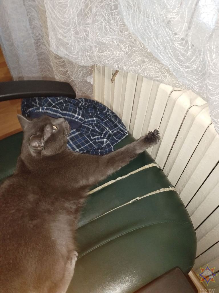 В Кобрине спасатели вытащили кота из радиатора отопления