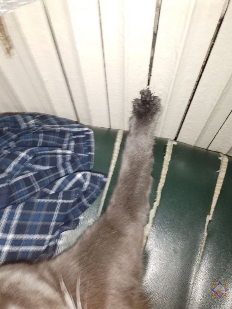 В Кобрине спасатели вытащили кота из радиатора отопления