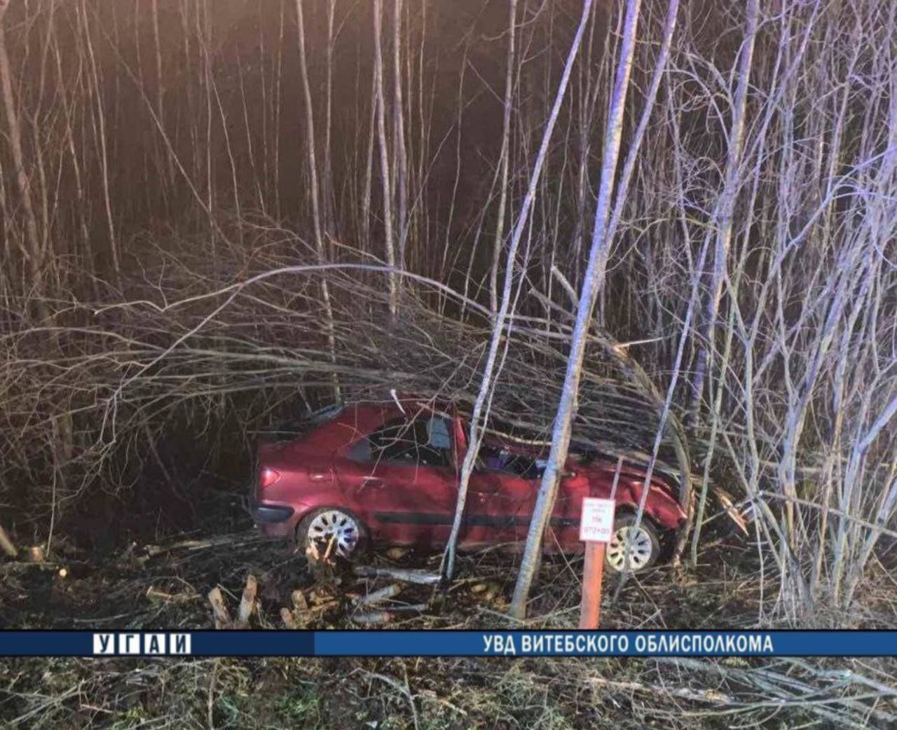 Белоруска ехала в машине с детьми и сбила лося — видео и фото