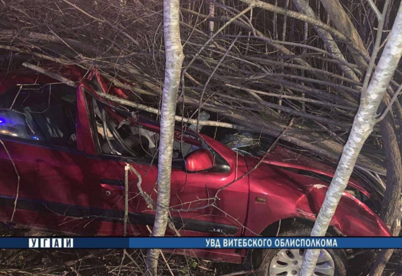 Белоруска ехала в машине с детьми и сбила лося — видео и фото
