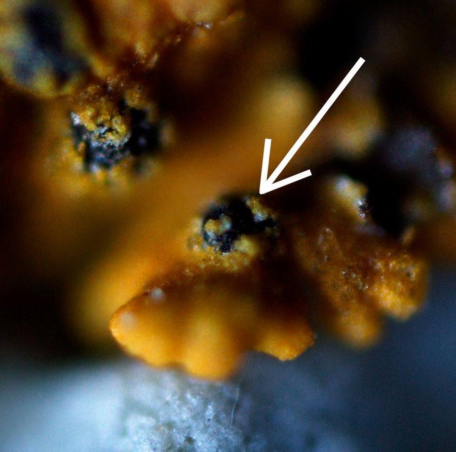 В Беларуси нашли ранее неизвестный науке вид грибов: смотрите, как они выглядят