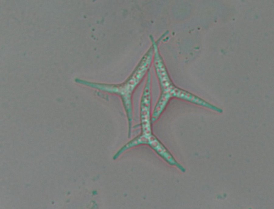 В Беларуси нашли ранее неизвестный науке вид грибов: смотрите, как они выглядят