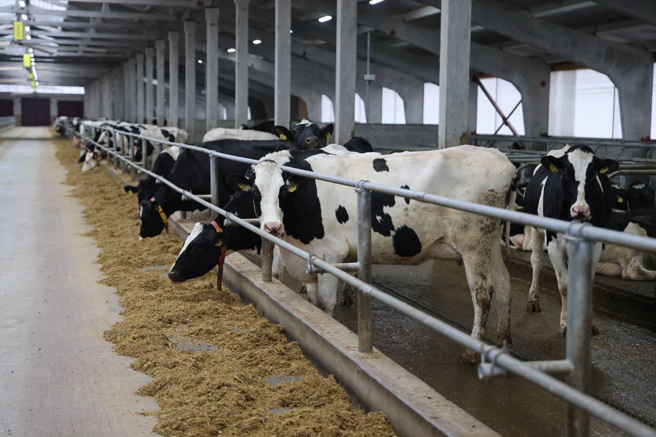 Крупный молочно-товарный комплекс открыли в Пинском районе