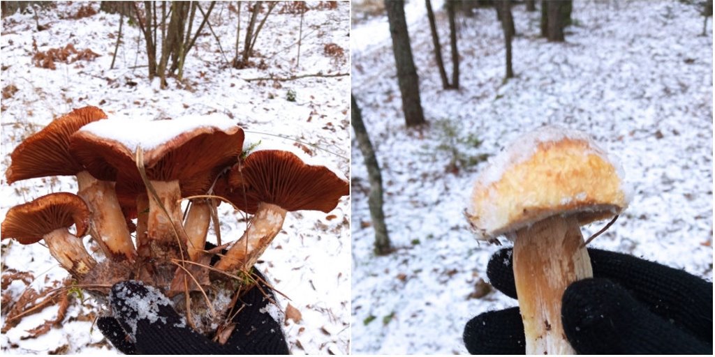 Белоруска насобирала в декабре тазик грибов
