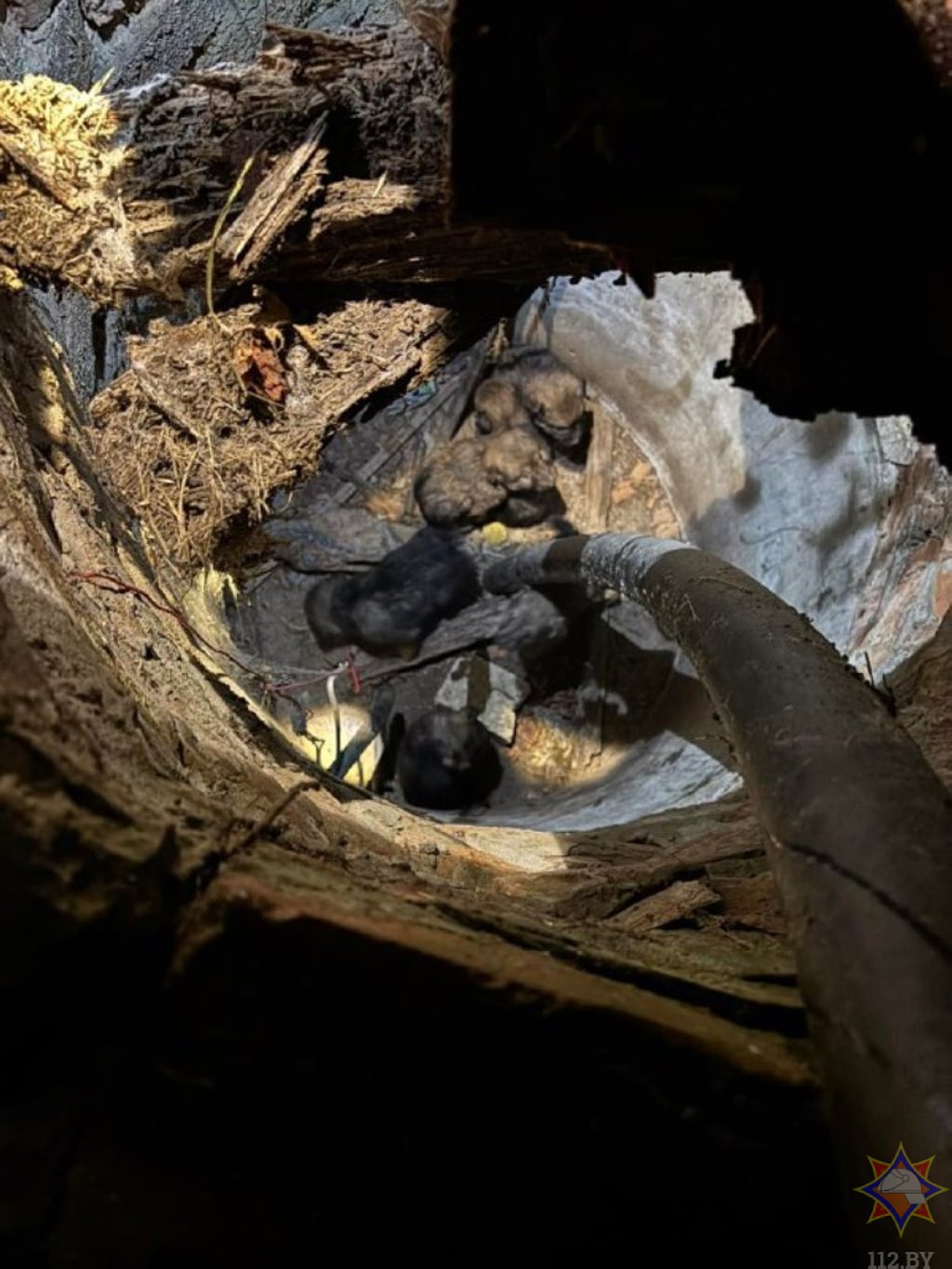 В Кобрине щенки провалились в заброшенный колоде — их спасли