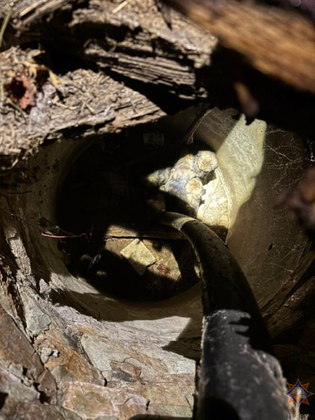 В Кобрине щенки провалились в заброшенный колоде — их спасли