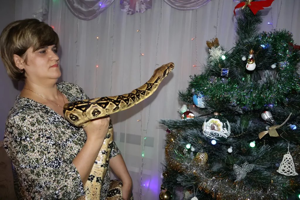 Этот огромный удав живёт в одной из брестских квартир