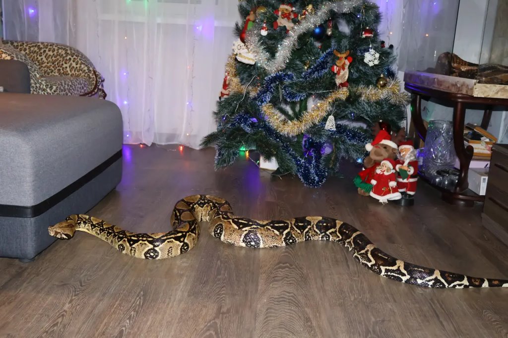 Этот огромный удав живёт в одной из брестских квартир